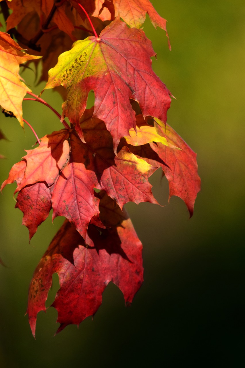 maple leaves autumn free photo