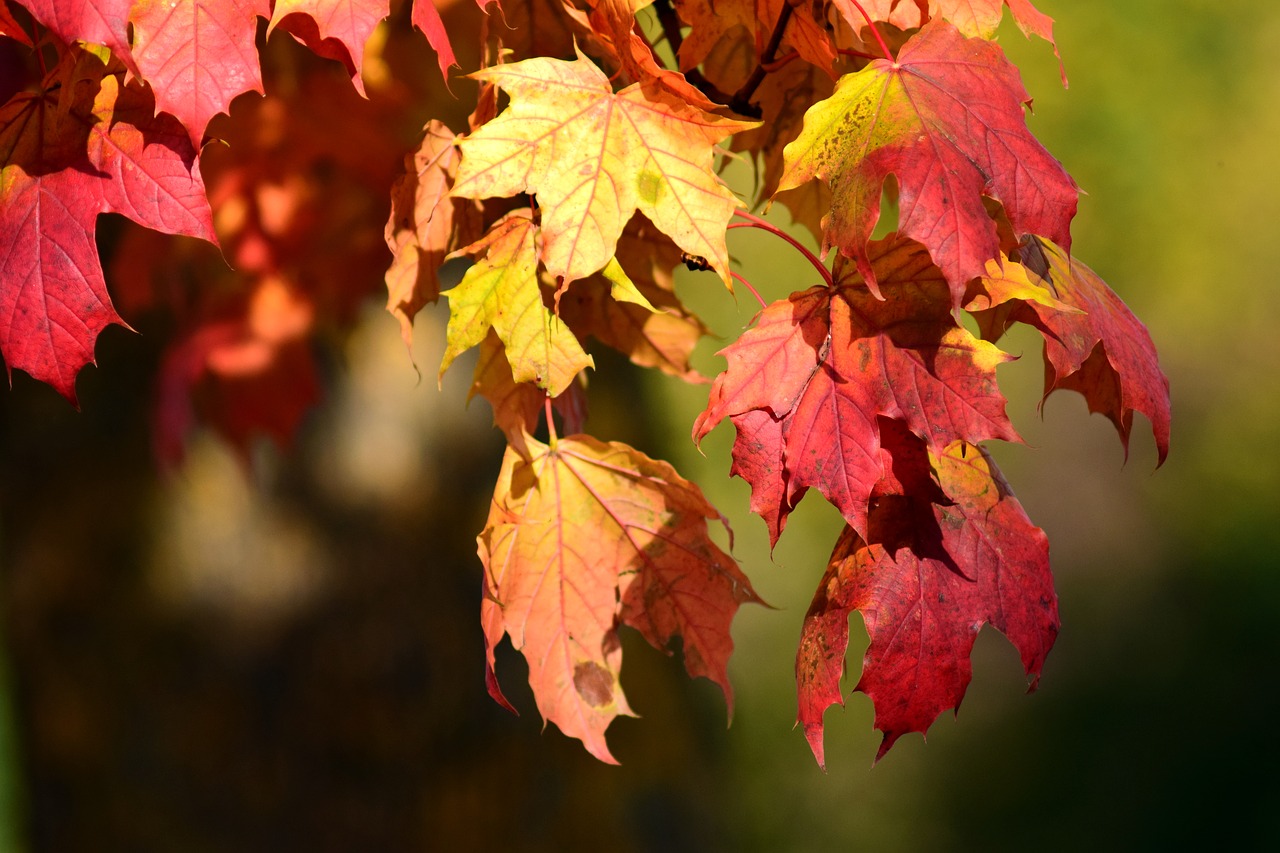 maple leaves autumn free photo