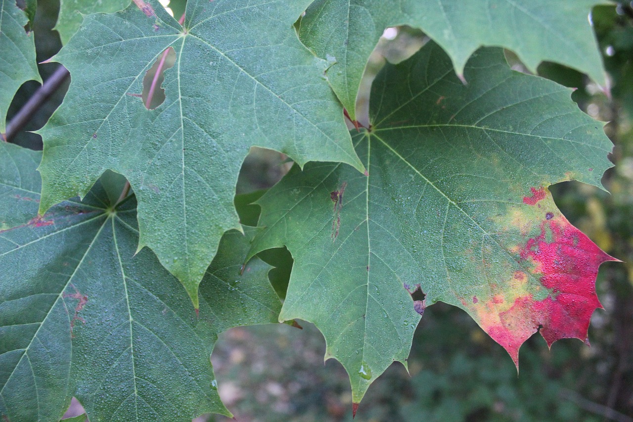 maple autumn leaves free photo