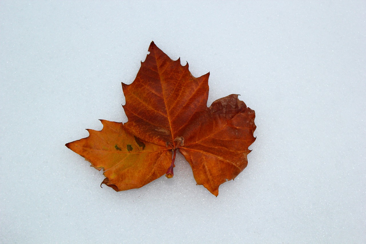 maple leaf autumn free photo