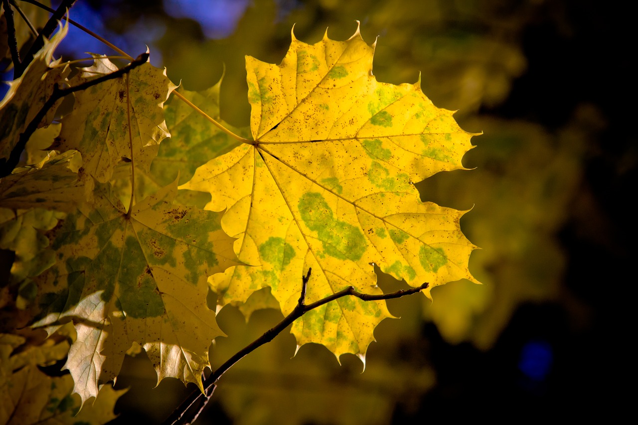 maple leaf maple leaves free photo