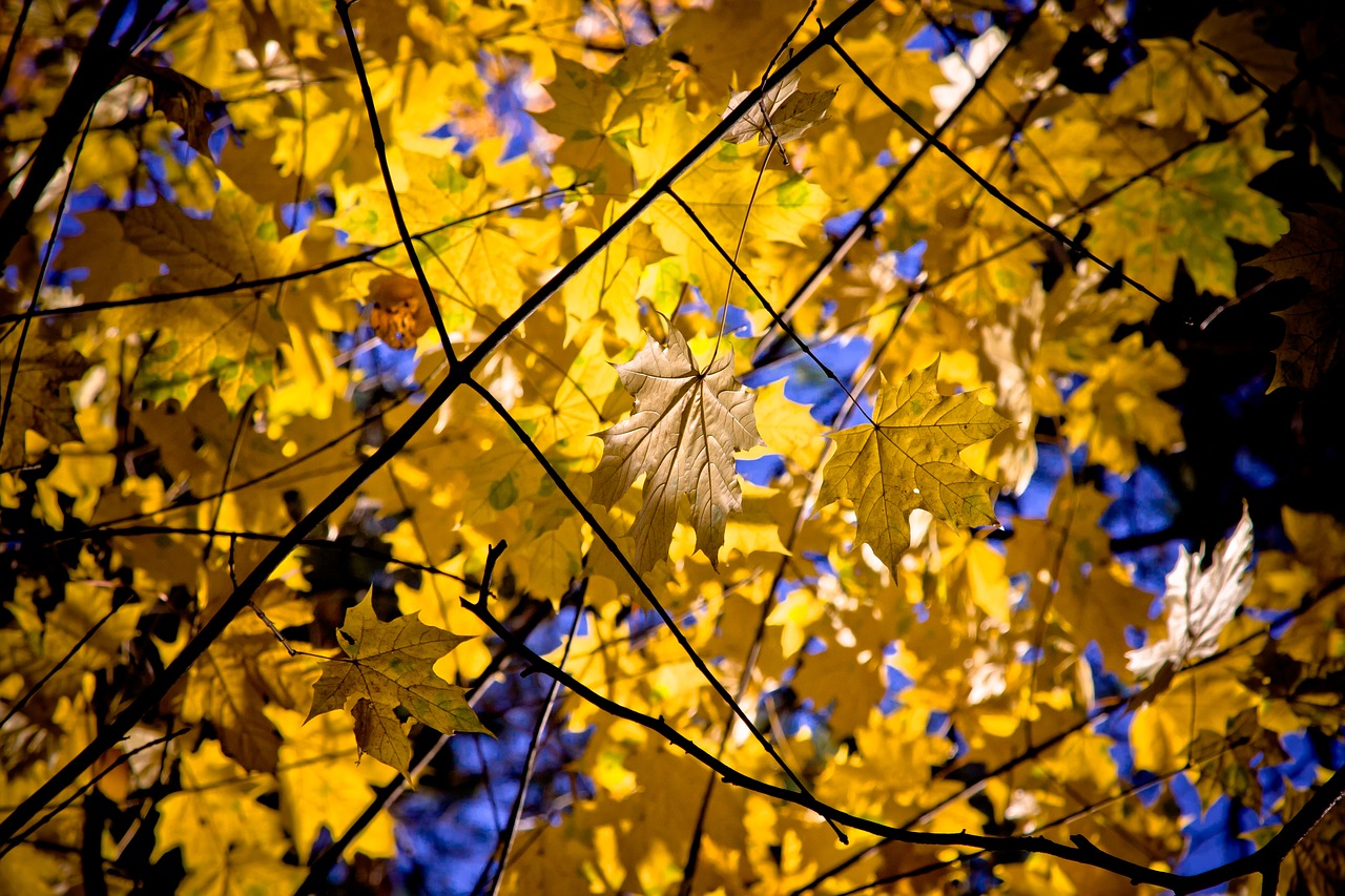 maple leaf maple leaves free photo