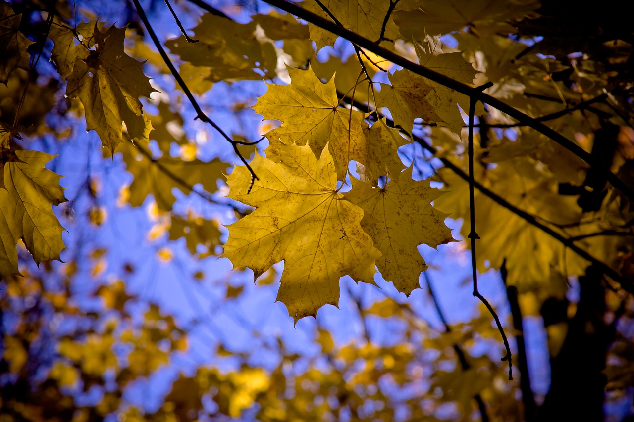 maple leaf maple leaves free photo