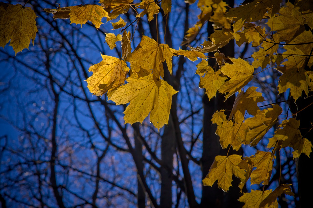 maple leaf maple leaves free photo