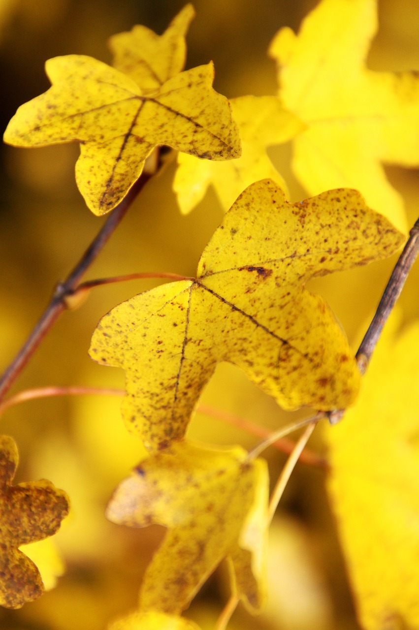 maple leaf yellow free photo