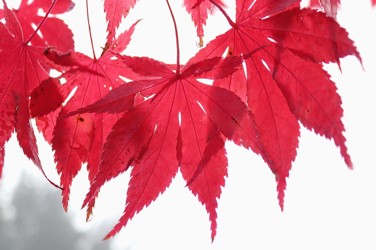 maple leaf red free photo