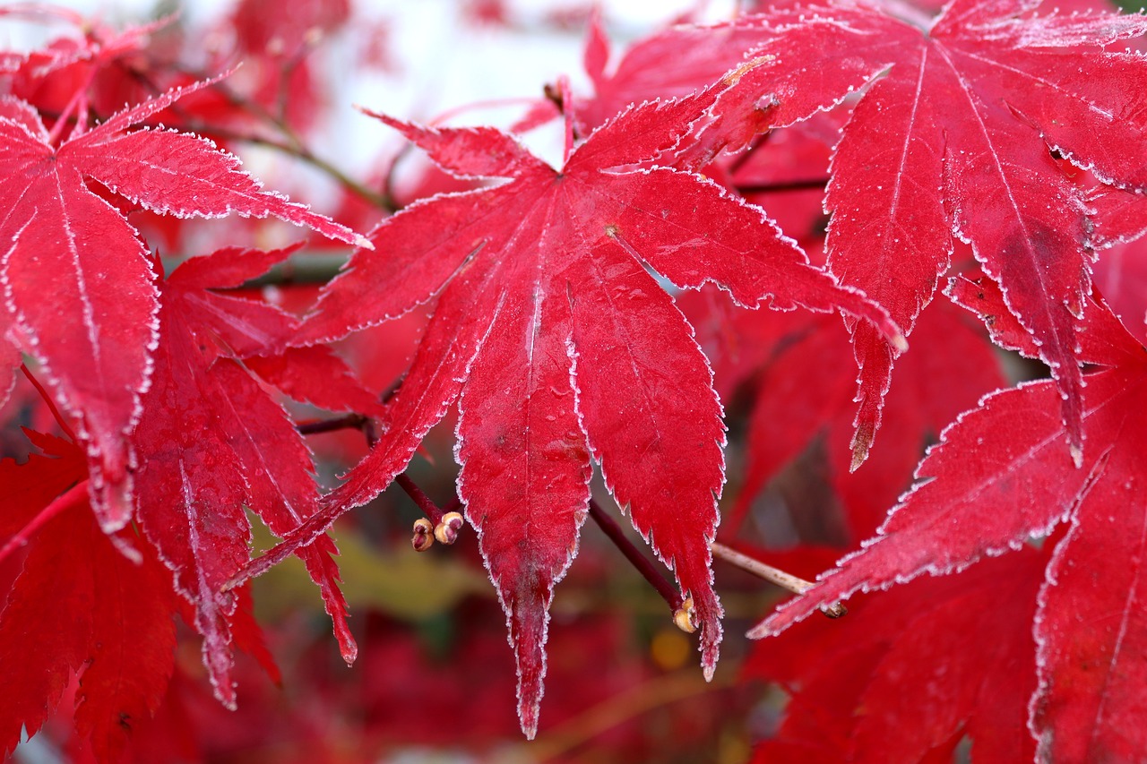 maple leaf frost free photo