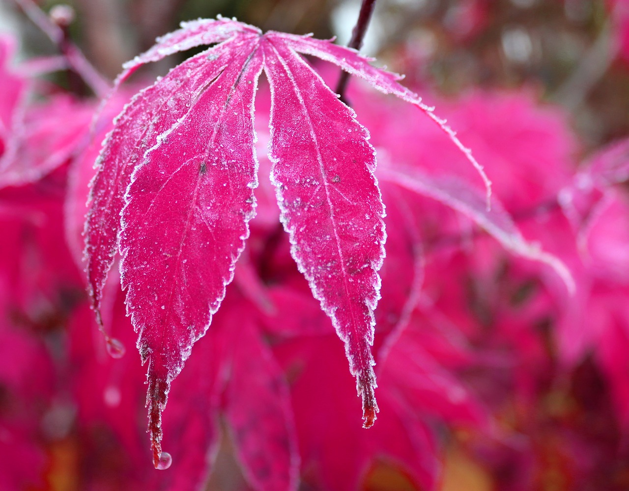 maple leaf frost free photo