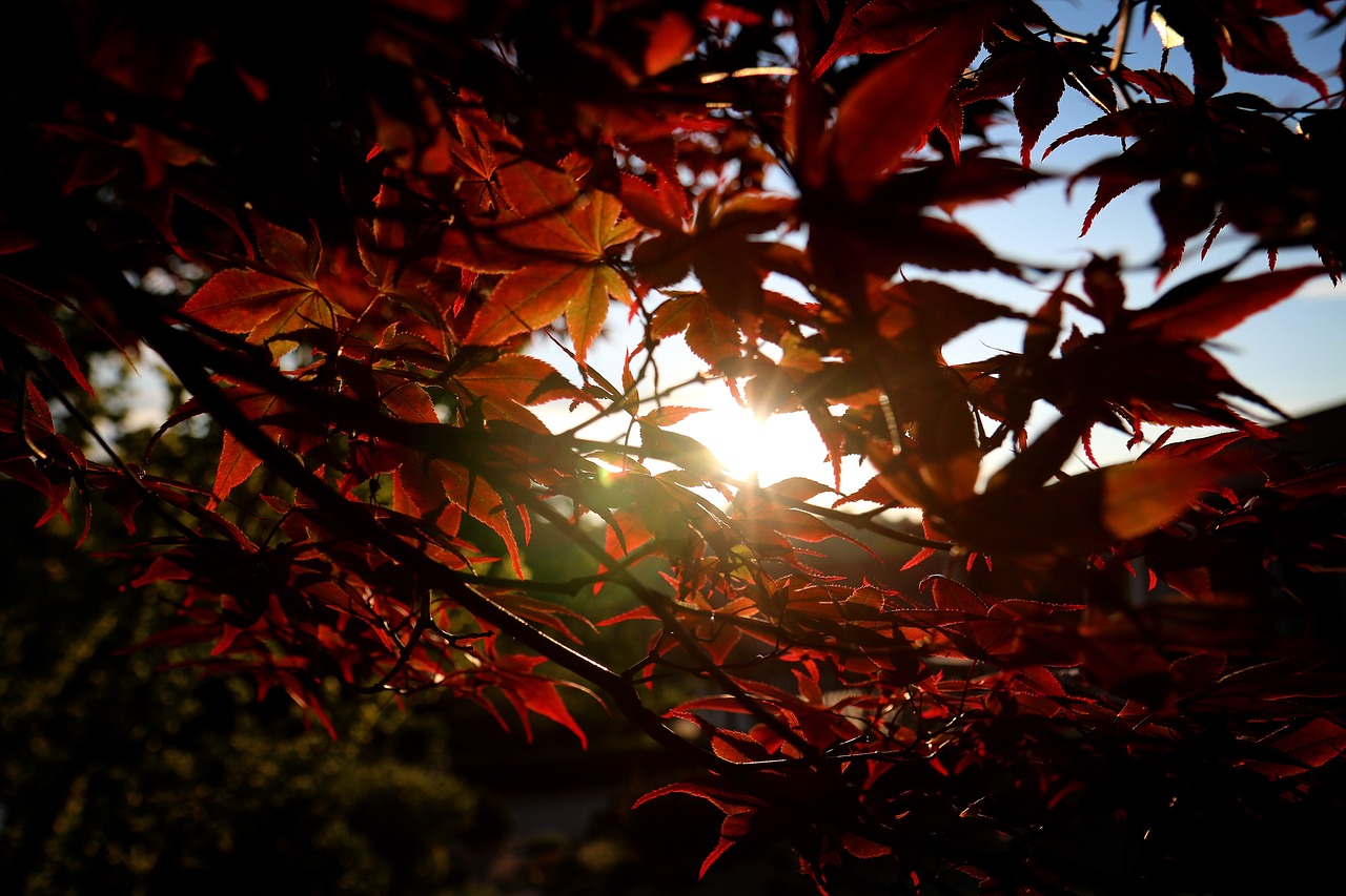 maple autumn leaves free photo