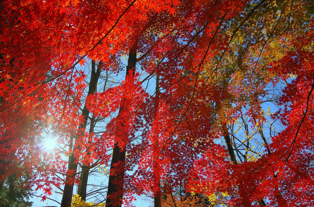 maple autumn autumnal leaves free photo