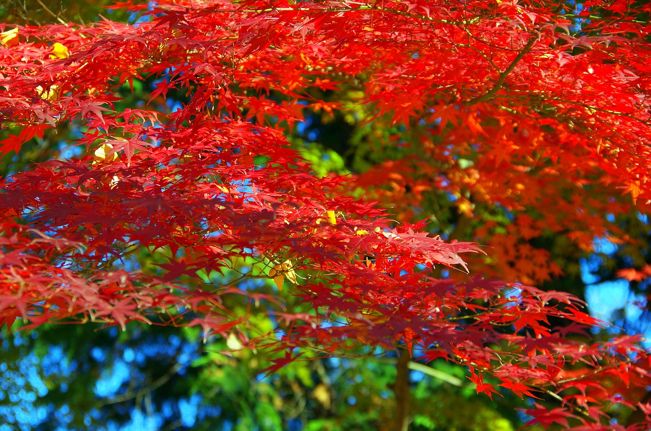 maple autumn autumnal leaves free photo