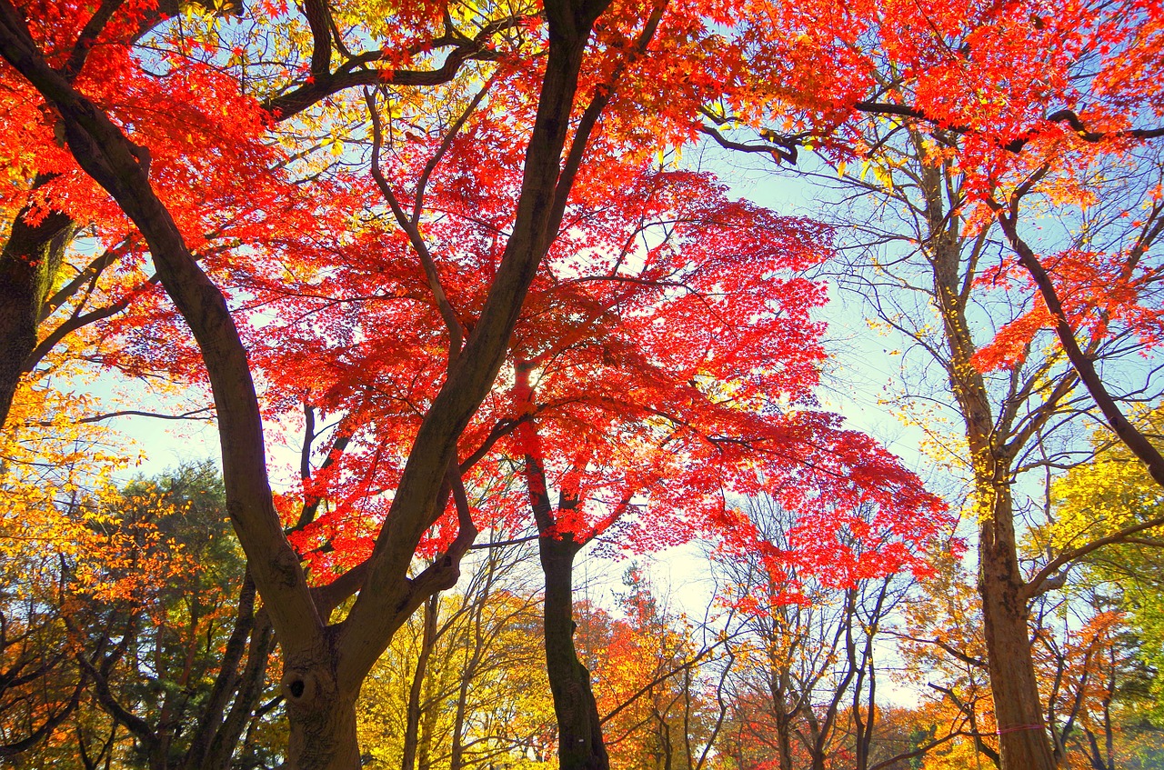 maple autumn autumnal leaves free photo