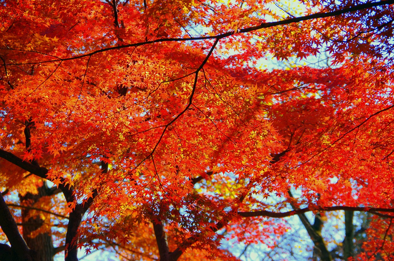 maple autumn autumnal leaves free photo