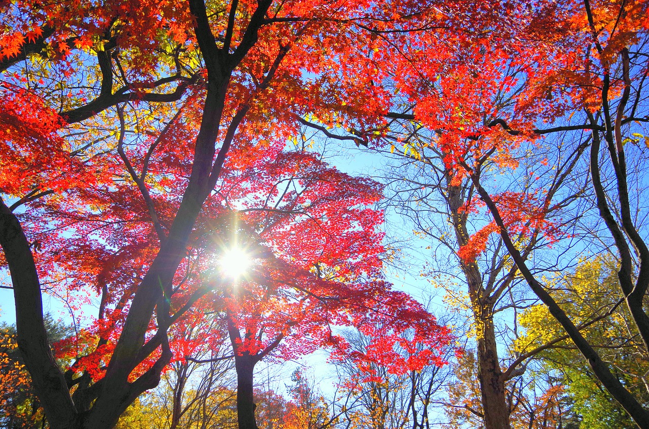 maple autumn autumnal leaves free photo