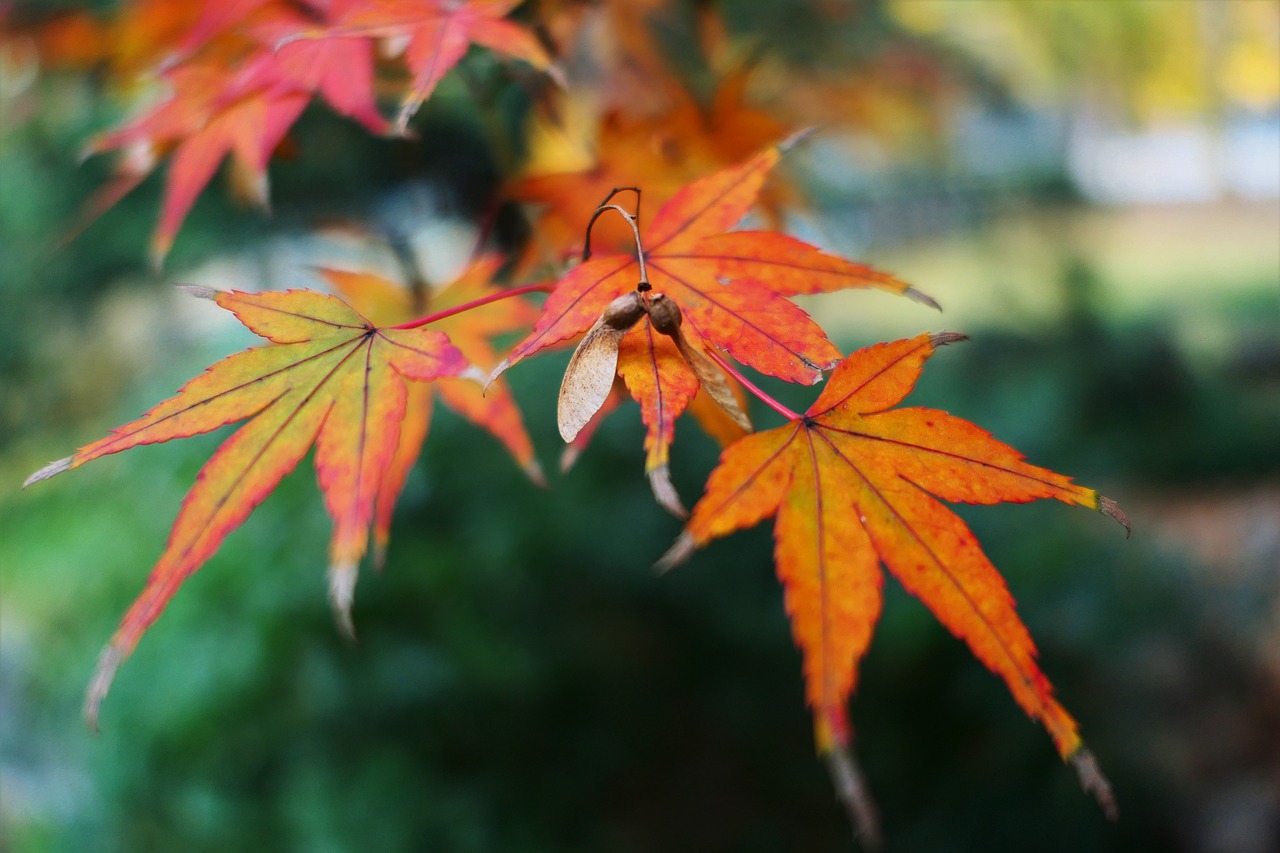 maple golden snitch fall free photo