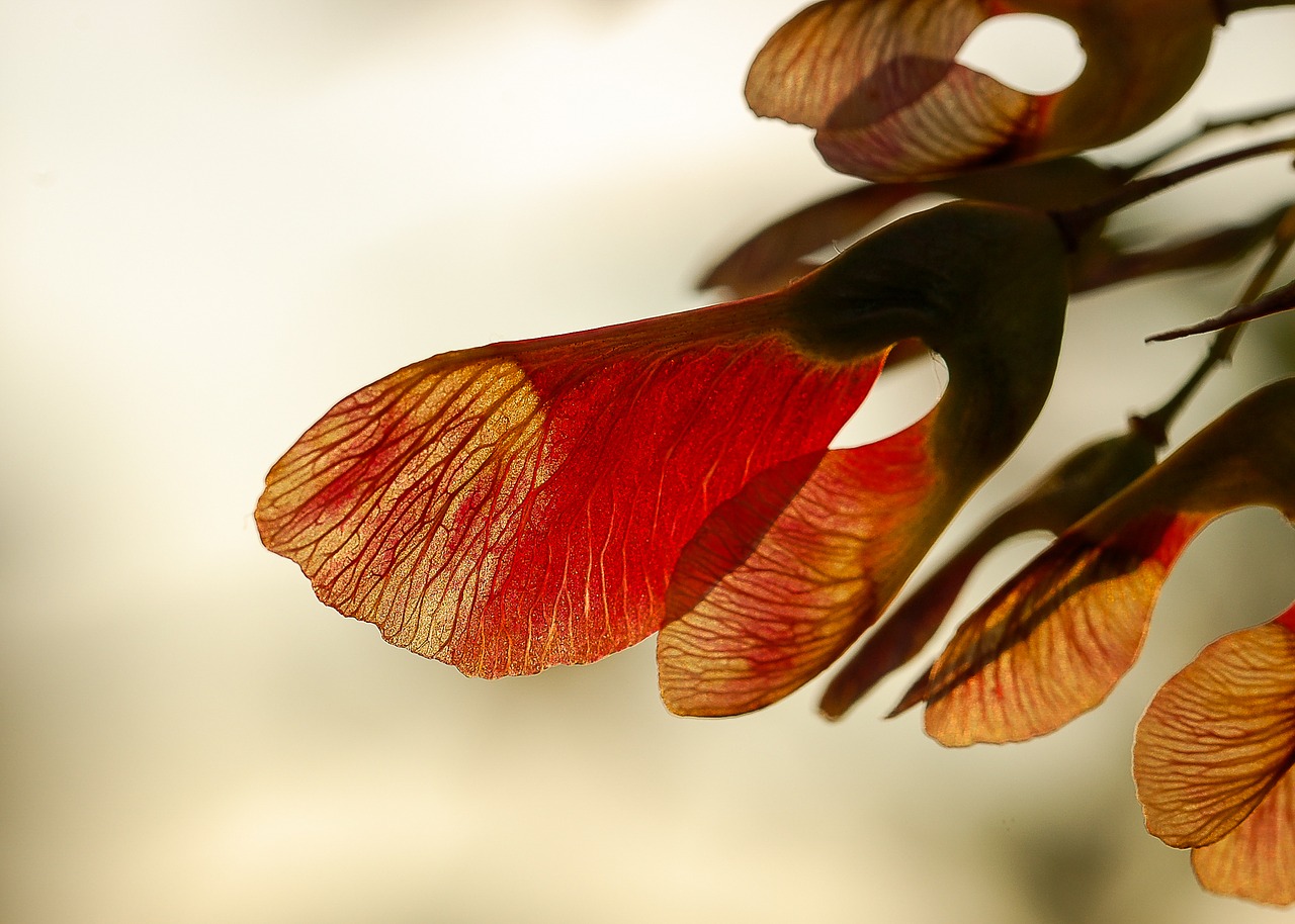 maple seeds sunrise free photo