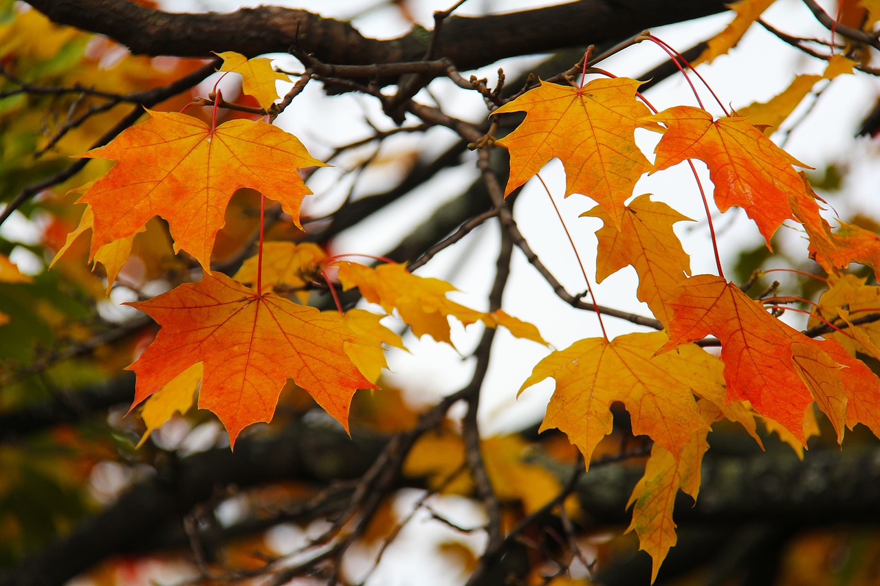 maple leaves autumn free photo