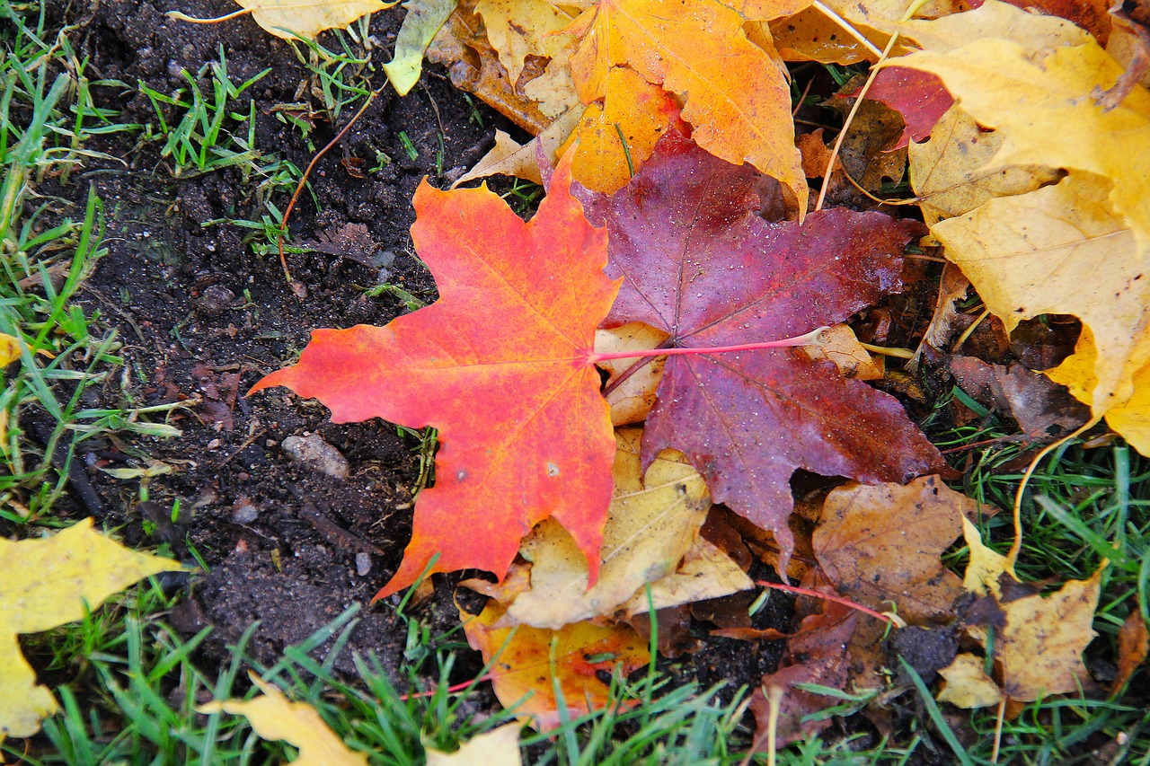 maple leaves autumn free photo