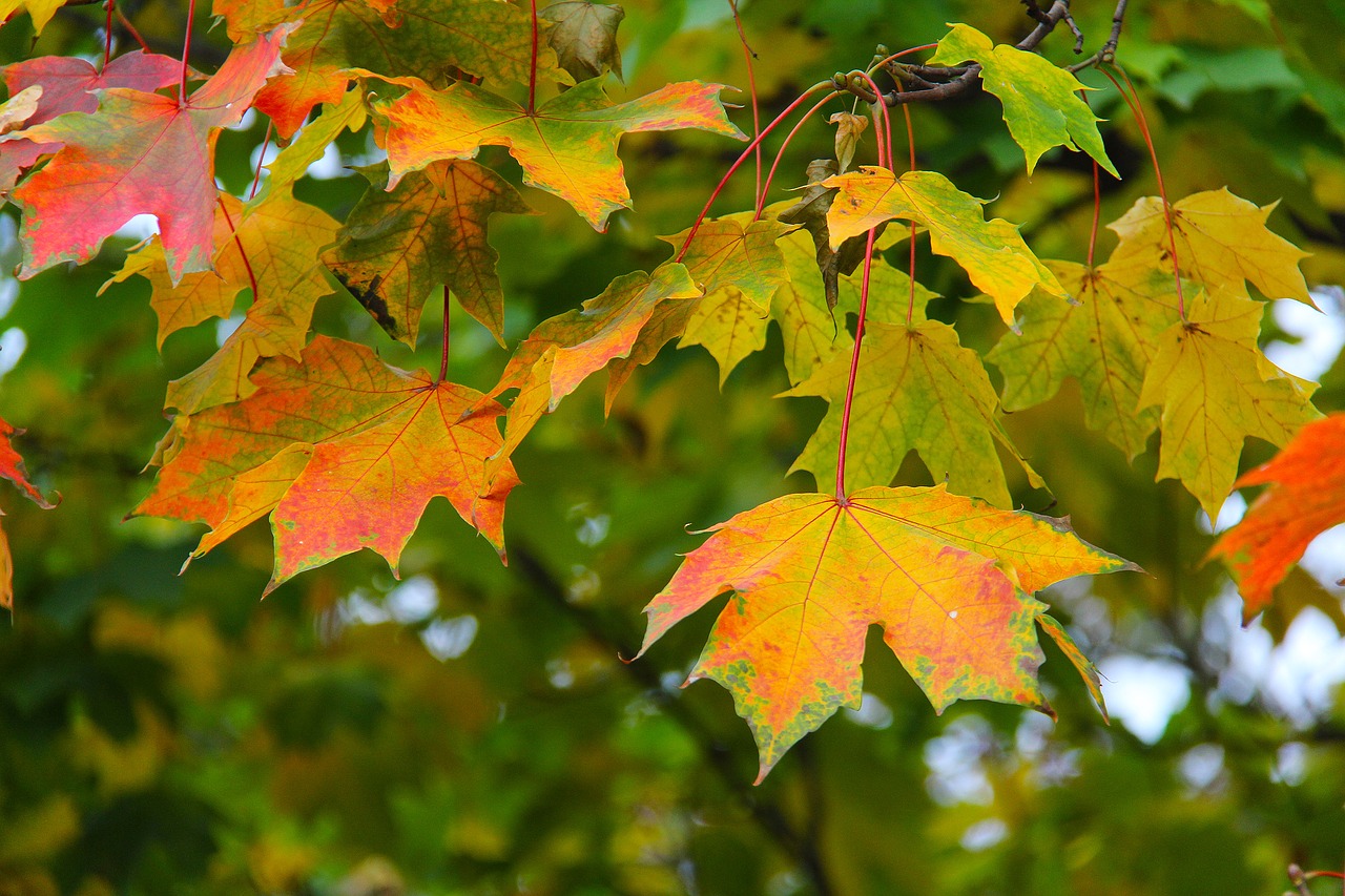 maple leaves autumn free photo