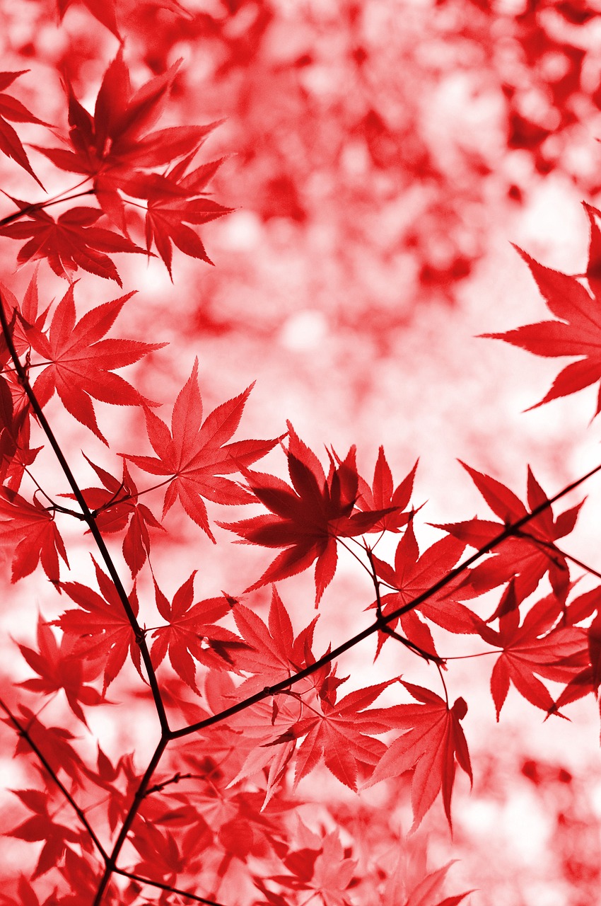 maple red leaves free photo