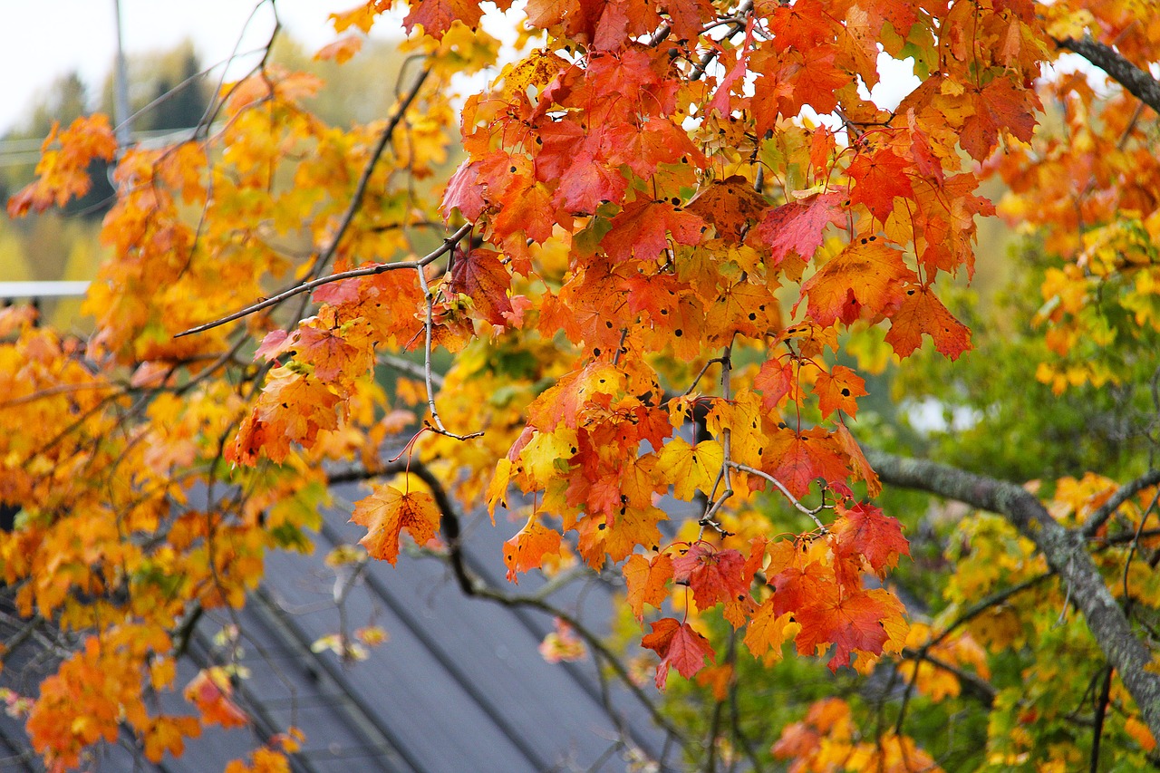 maple leaves autumn free photo