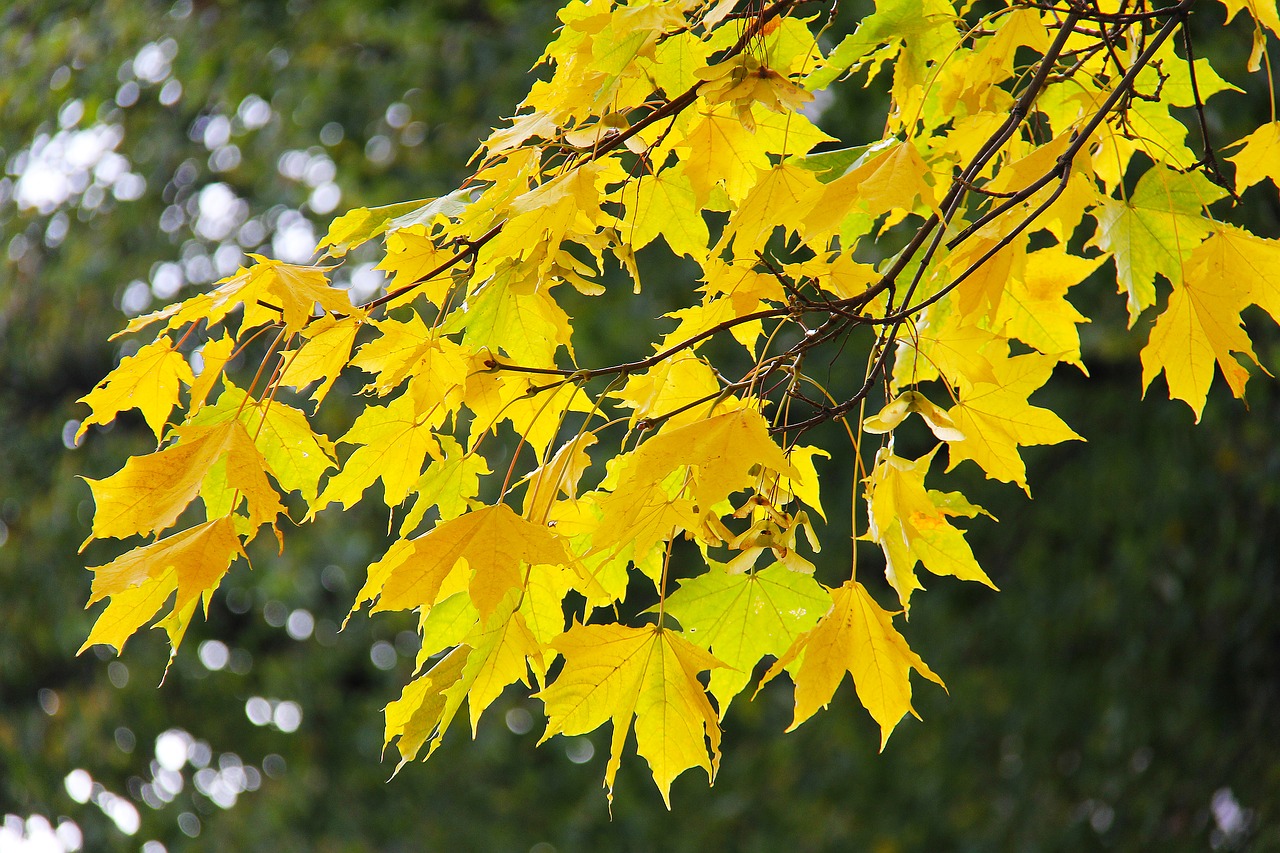 maple leaves autumn free photo