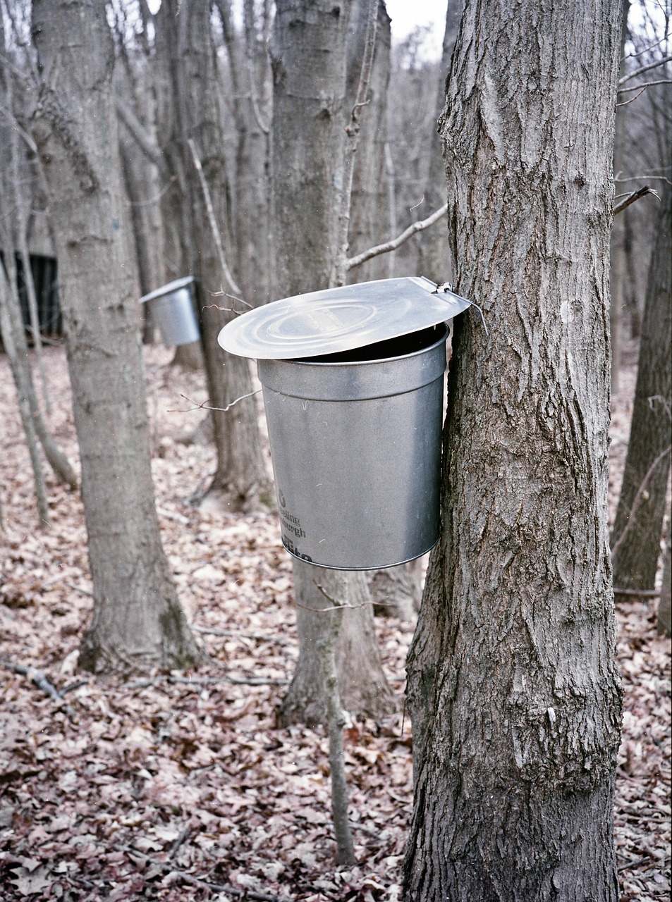 maple bucket extraction free photo