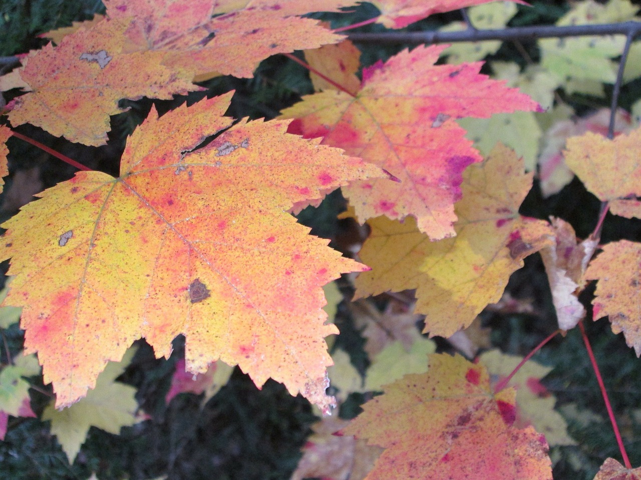 maple leaves autumn free photo