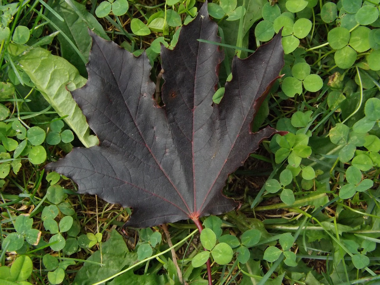 maple leaf summer free photo