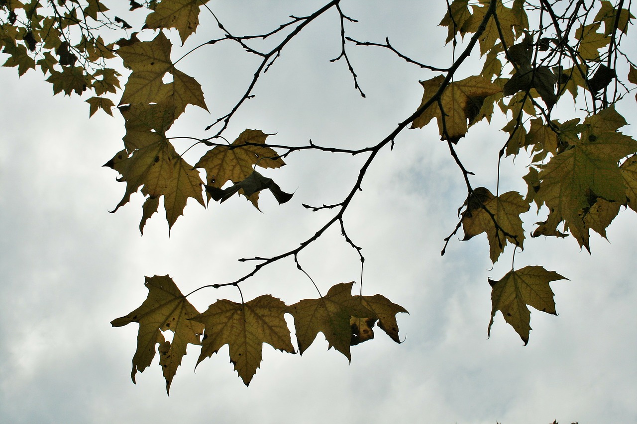 maple tree leaves free photo