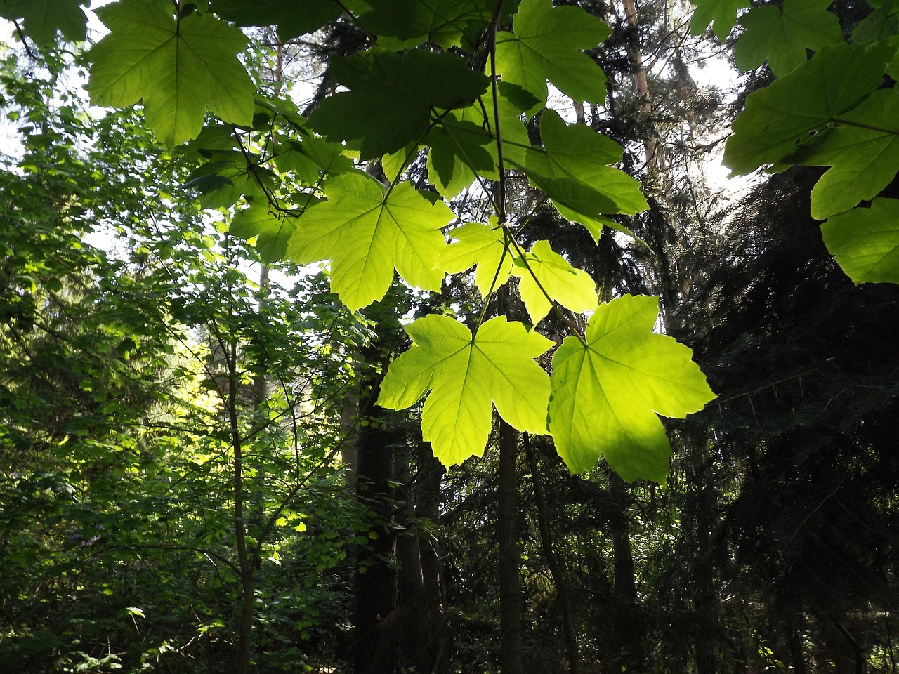 maple ahonblaetter may green free photo