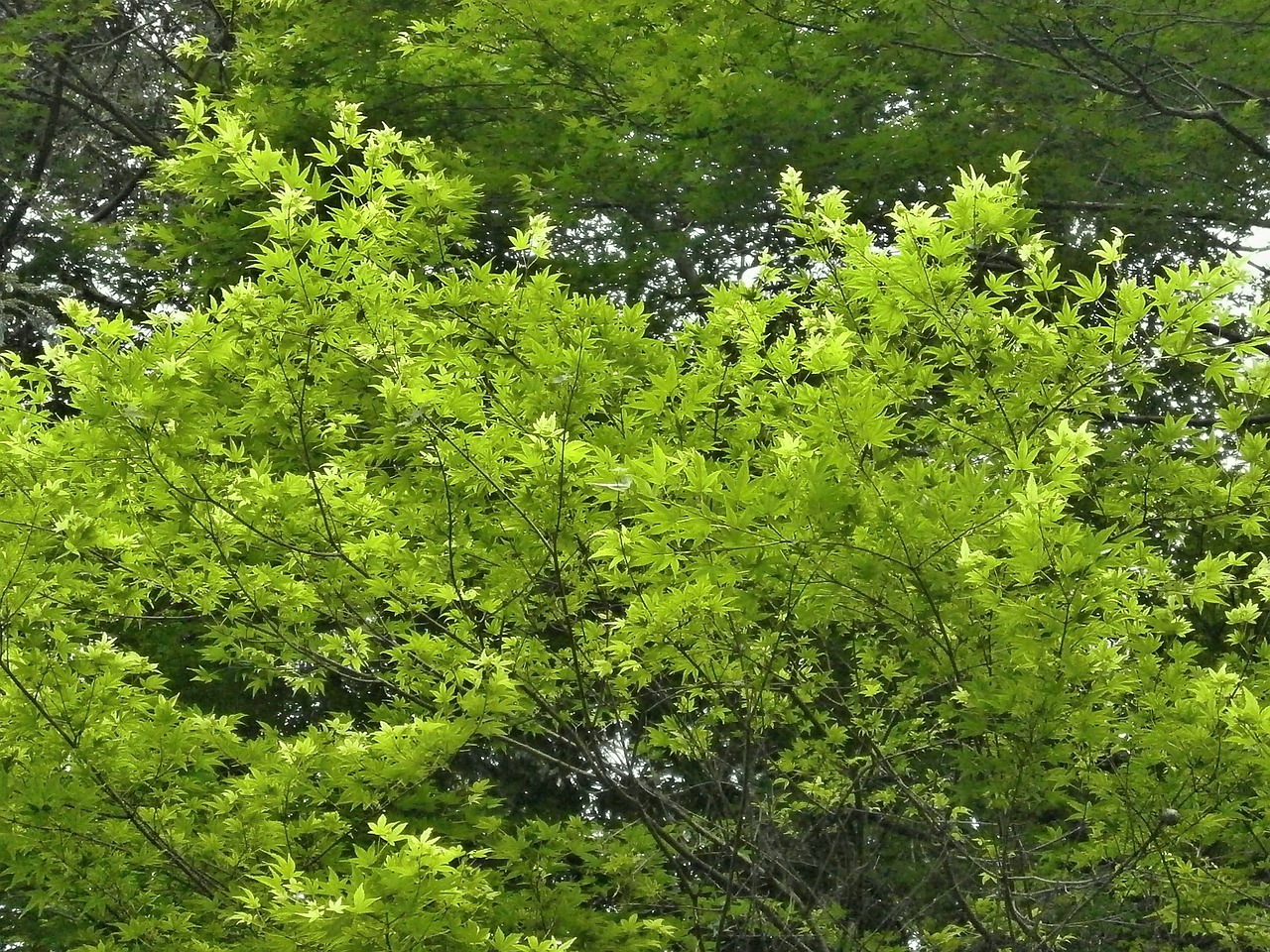 maple green fresh green free photo