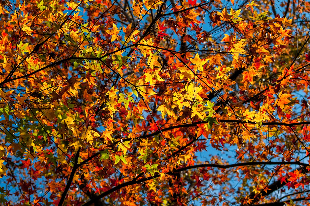 maple  red maple  autumn leaves free photo