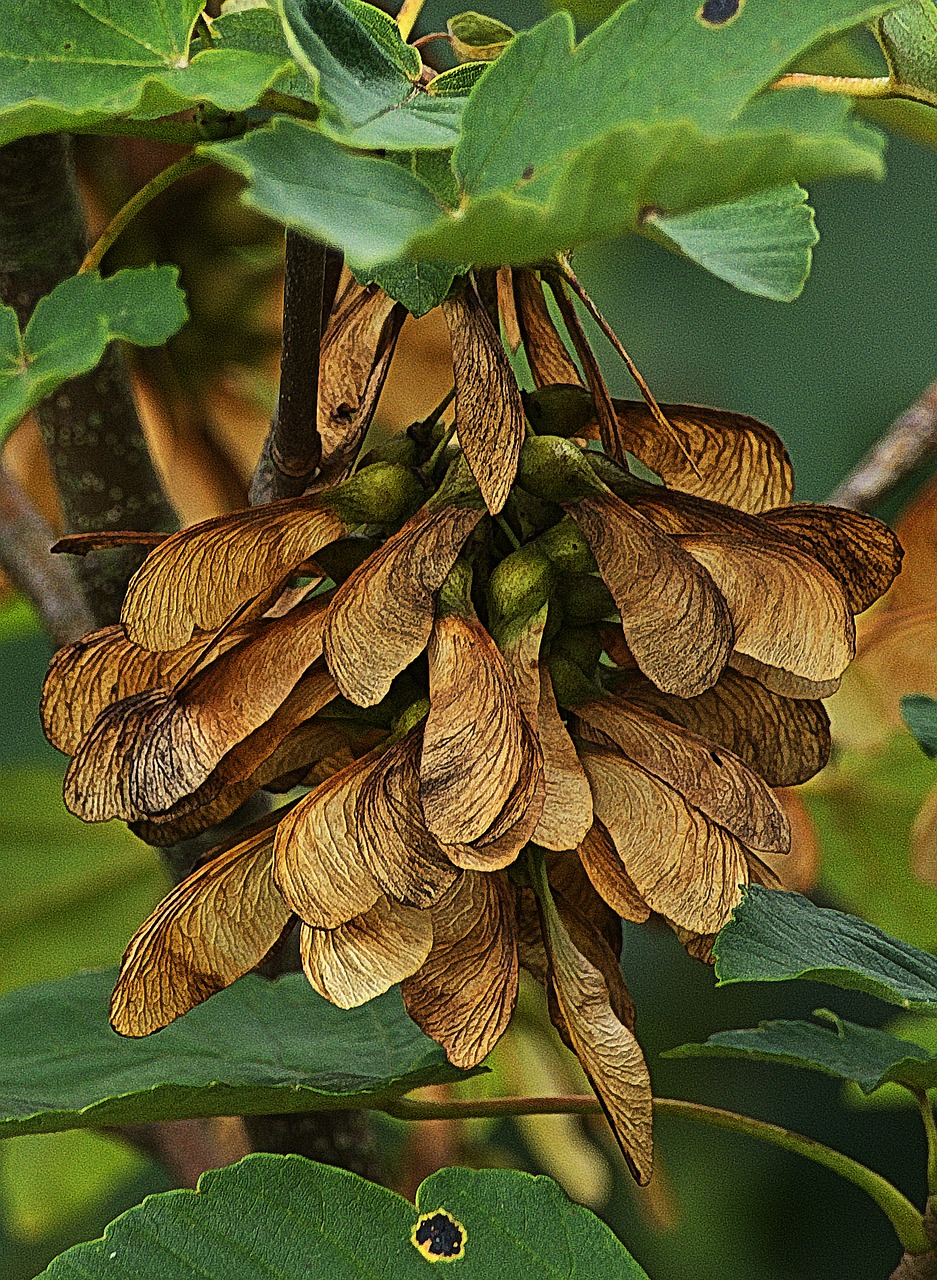 maple  nose zwicker  propeller free photo