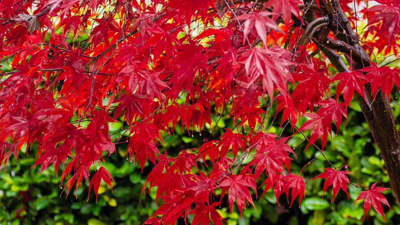 maple  red  autumn free photo