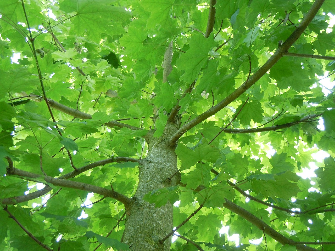 maple tree nature free photo