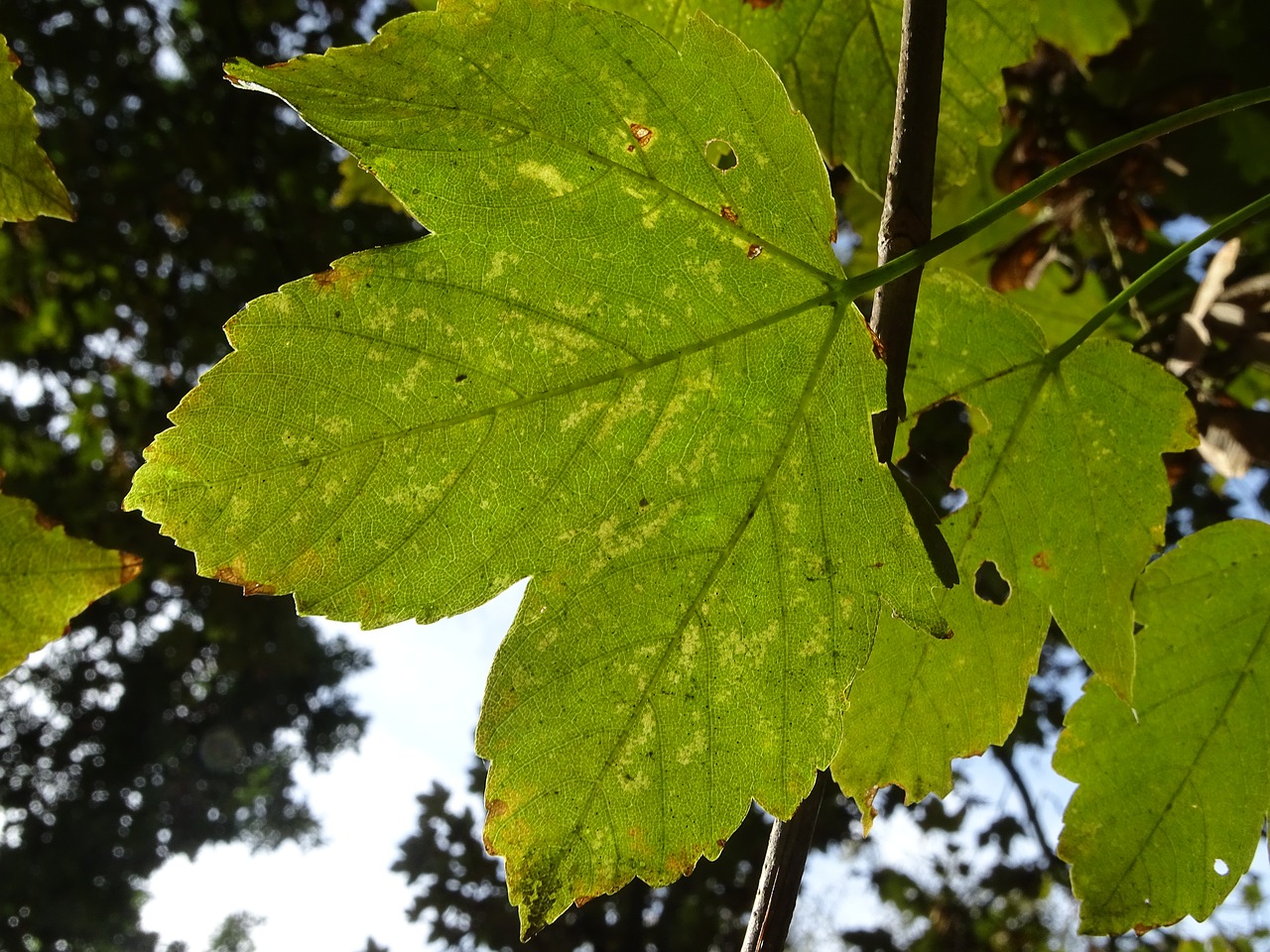 maple  leaf  tree free photo