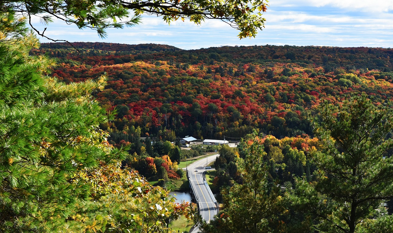 maple  the scenery  canada scenery free photo