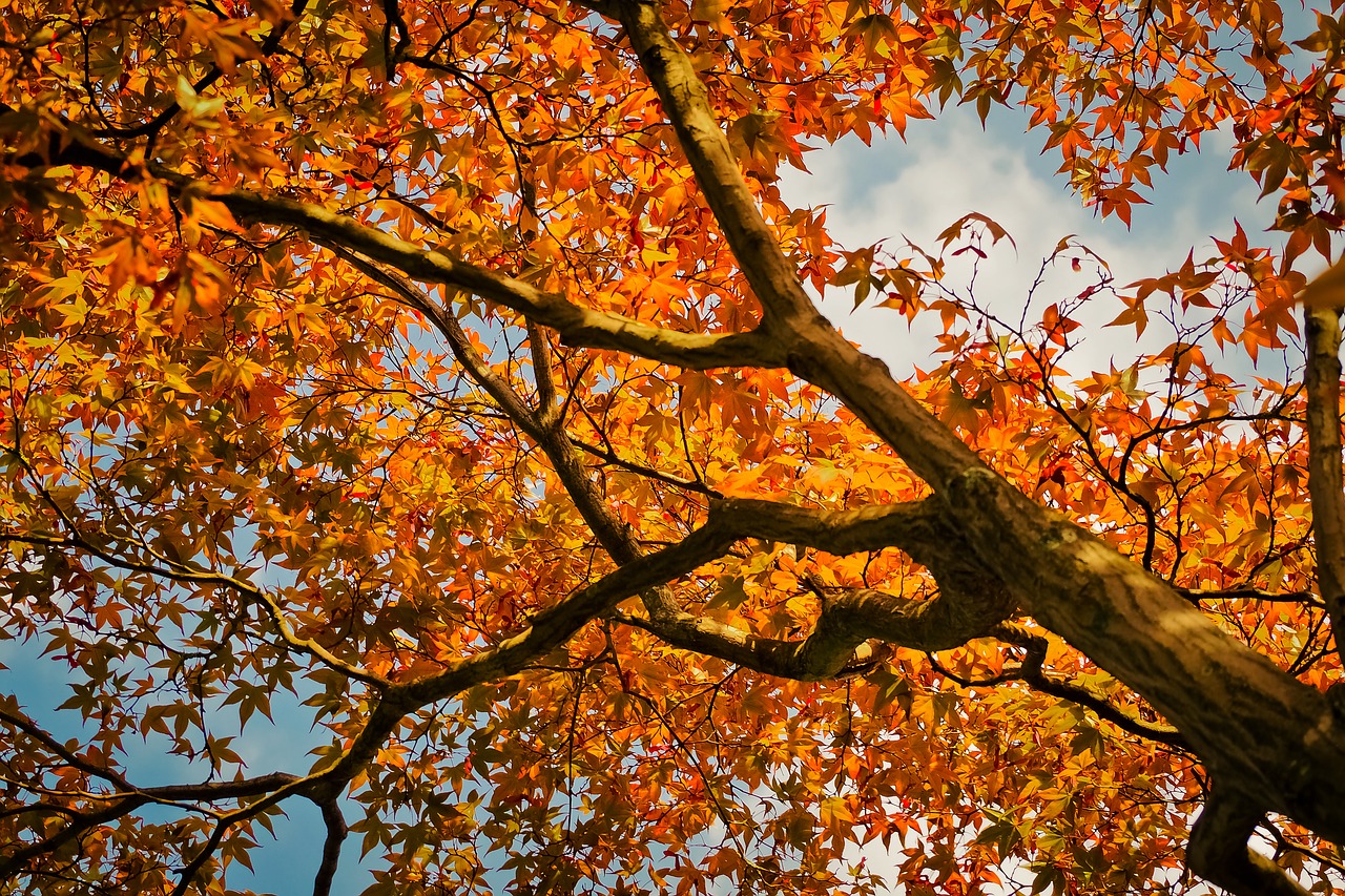 maple  tree  nature free photo