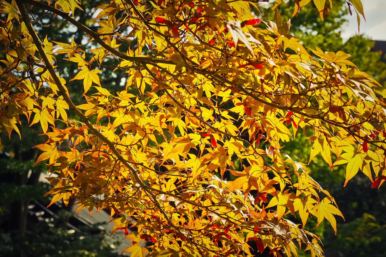 maple  tree  nature free photo