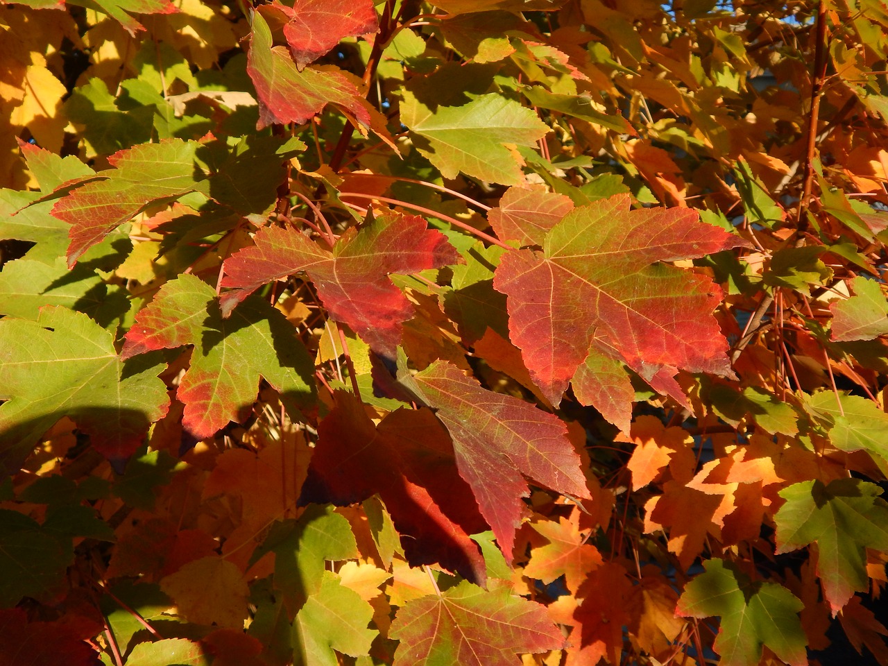 maple  maple leaves  leaves free photo