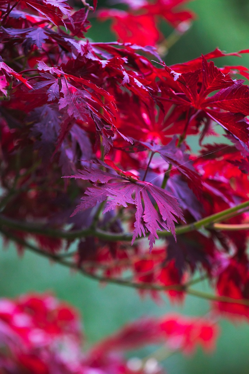 maple  bright red  branch free photo