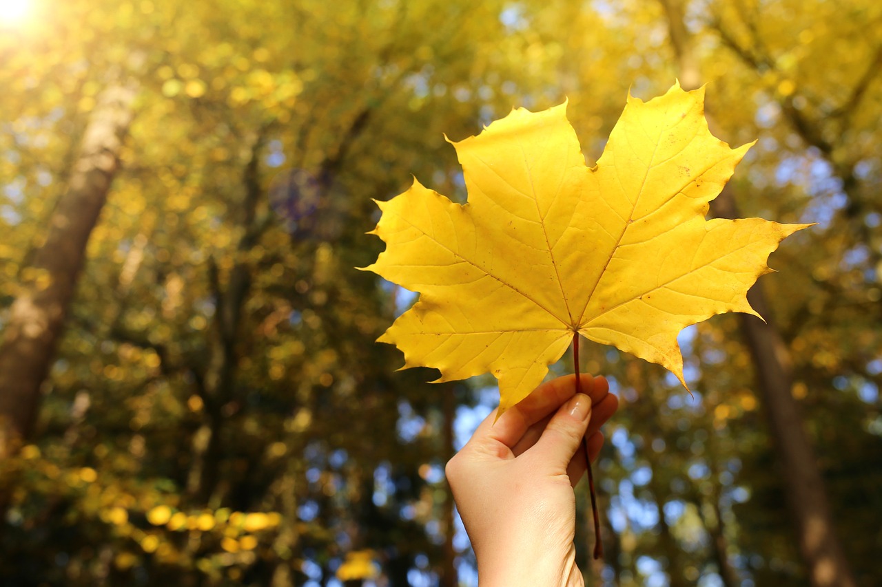 maple  sheet  yellow free photo