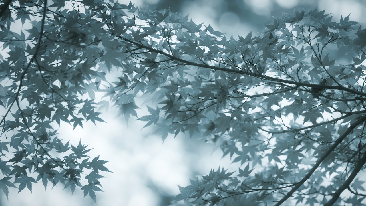 maple  leaves  branch free photo