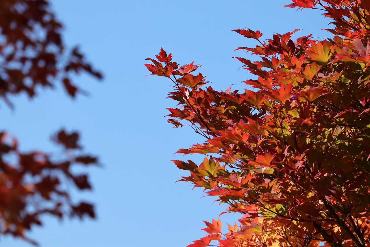 maple  tree  nature free photo