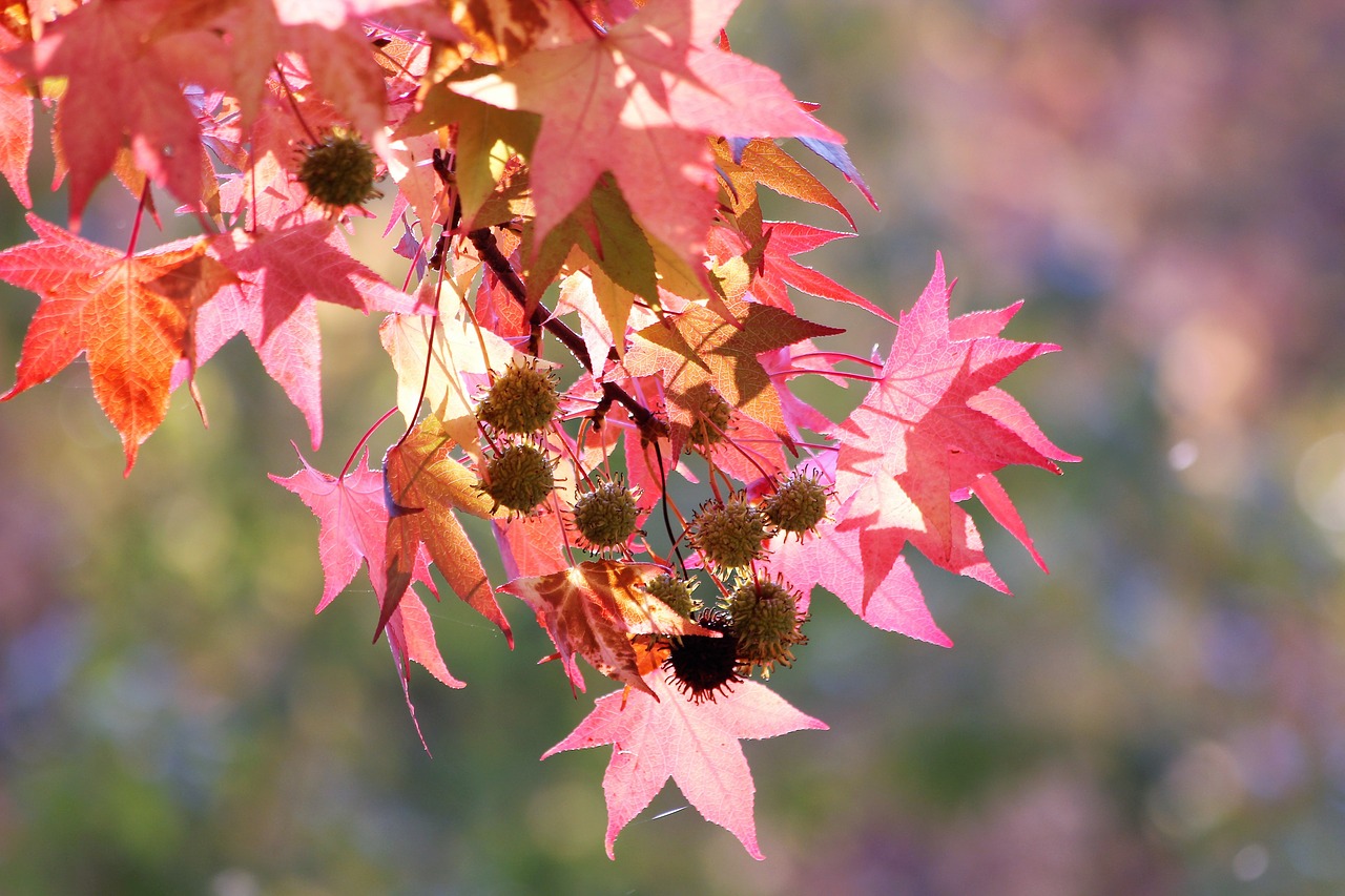 maple  acer  red leaves free photo