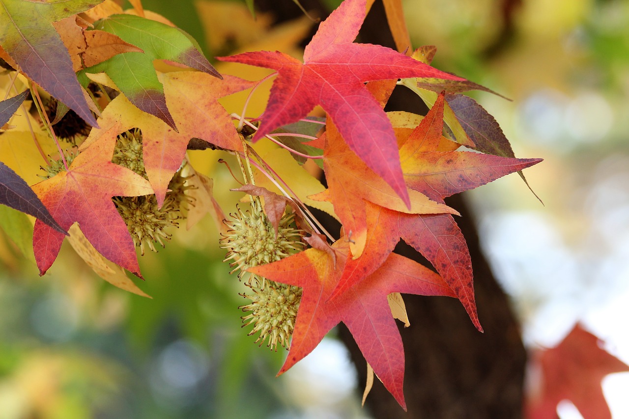 maple  acer  colorful leaves free photo