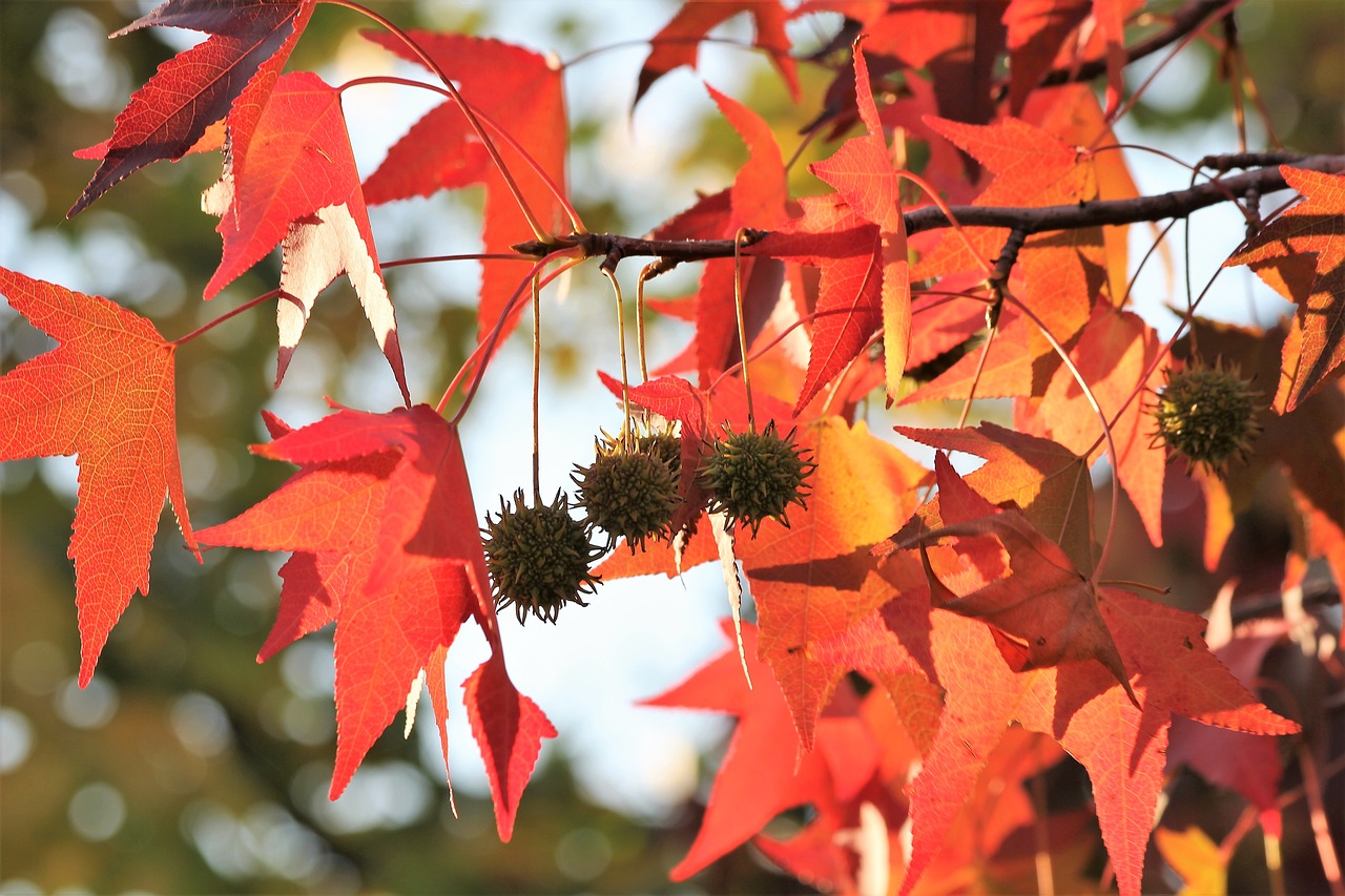 maple  acer  colorful leaves free photo