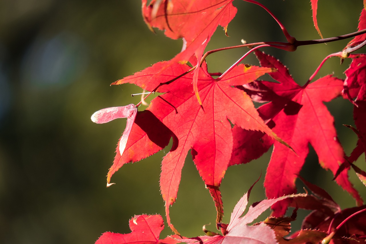 maple  blood maple  leaf free photo