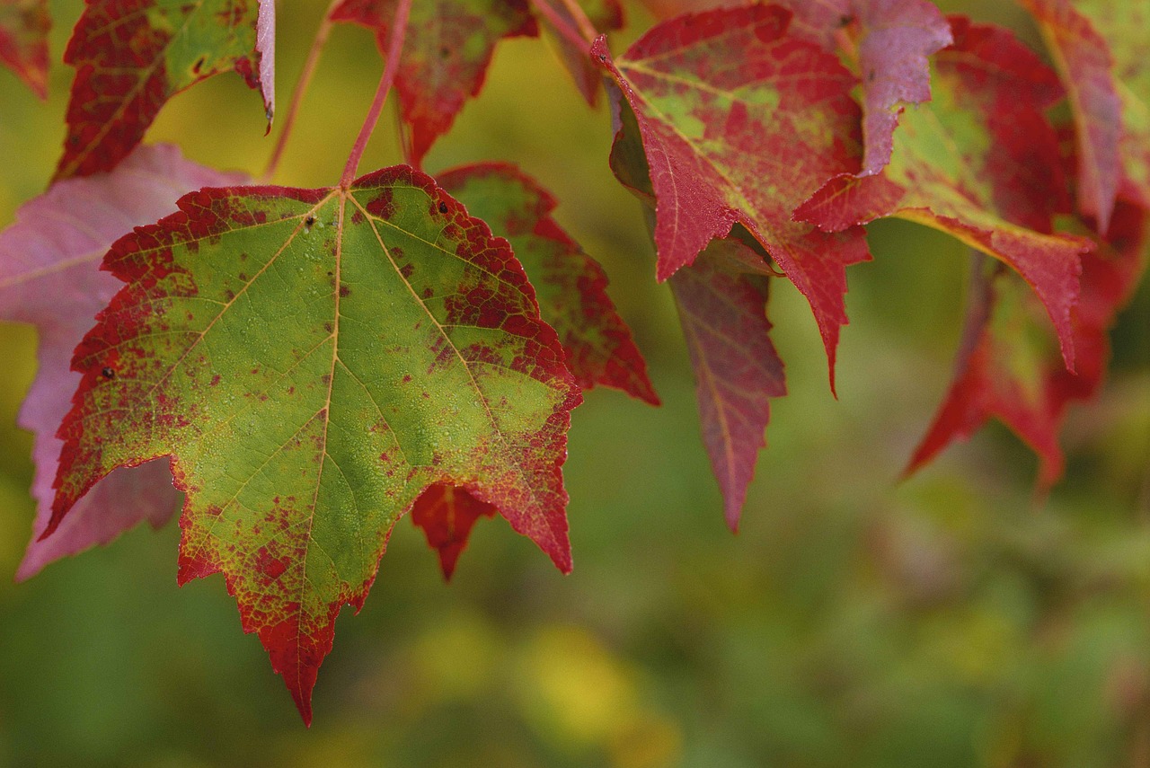 maple stunning group free photo